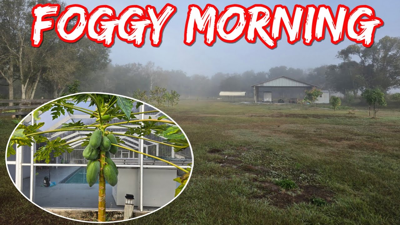 Hmong Florida - Winter Foggy Morning (12/28/2025)