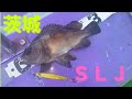 21茨城日立沖SLJ　尺メバルも登場！?