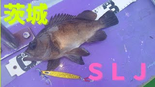 21茨城日立沖SLJ　尺メバルも登場！?