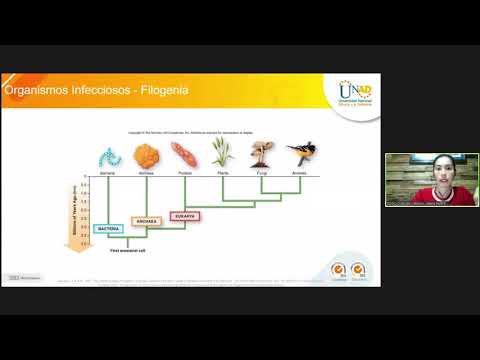 Vídeo: Evaluación De Los Impactos De Los Estresores Del Tomate Patovar Pseudomonas Syringae Sobre La Efectividad Del Análisis De Repetición En Tándem De Número Variable Multilocus Y La Ti