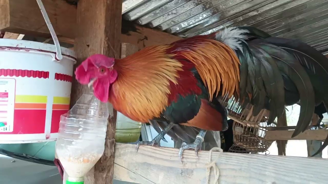 Saib Nawb Qaib Dib Qua me 16/2/2026