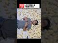 音を鳴らすだけでヒヨコが無限に集まる不思議🐥