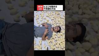 音を鳴らすだけでヒヨコが無限に集まる不思議