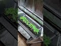Temporaty Clone tent setup! Terpy Highs