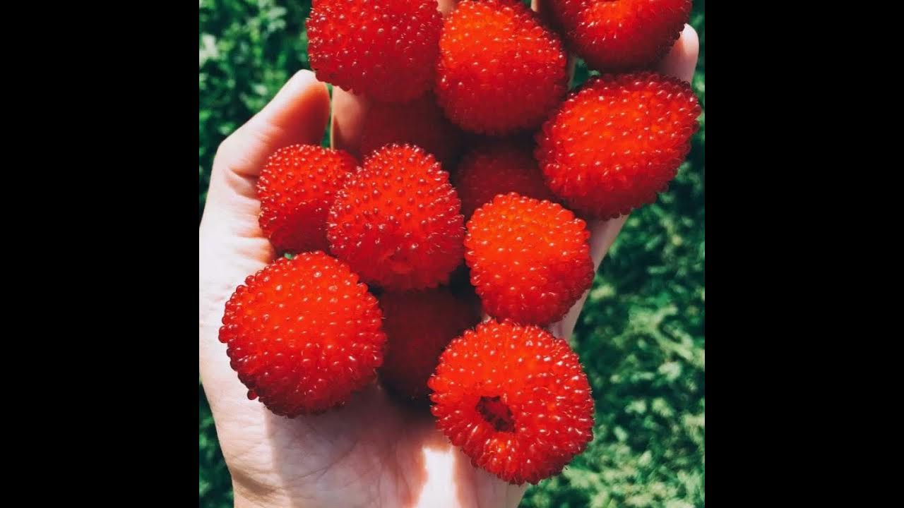Малина норвежская описание сорта фото отзывы