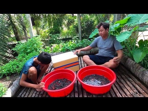 Video Thành quả đầu tiên sau 2 năm nuôi rắn ri cá. LẨU BÒ... - youtube