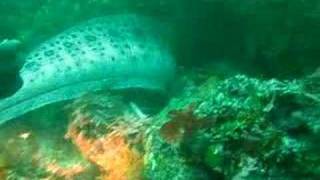 Feeding a Wolf Eel