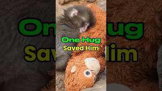 The Story of Punch: Rejected by His Mother, Finding “Love” in a Toy 🐒🥰