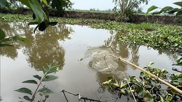 Tập 354 - Câu Cá Rô Đồng Chạm Mặt Cá Khủng Kéo Muốn Gãy Cây Cần