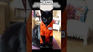 🖤 #princeofdarkness #catmom #cutecats #enjoythelittlethings #funnyshorts #lol