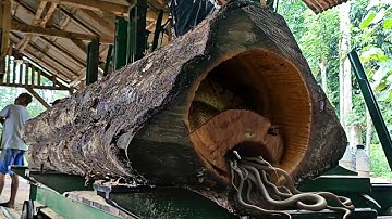 Dangerous black teak logs full of surprises at the sawmill