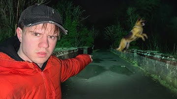 Dogs Keep Jumping Off This Bridge to Their Death...