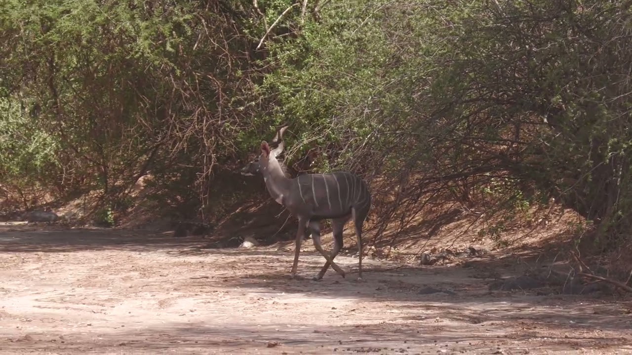 LESSER KUDU in Lake Natron North