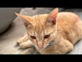 What did the cat do in the morning?