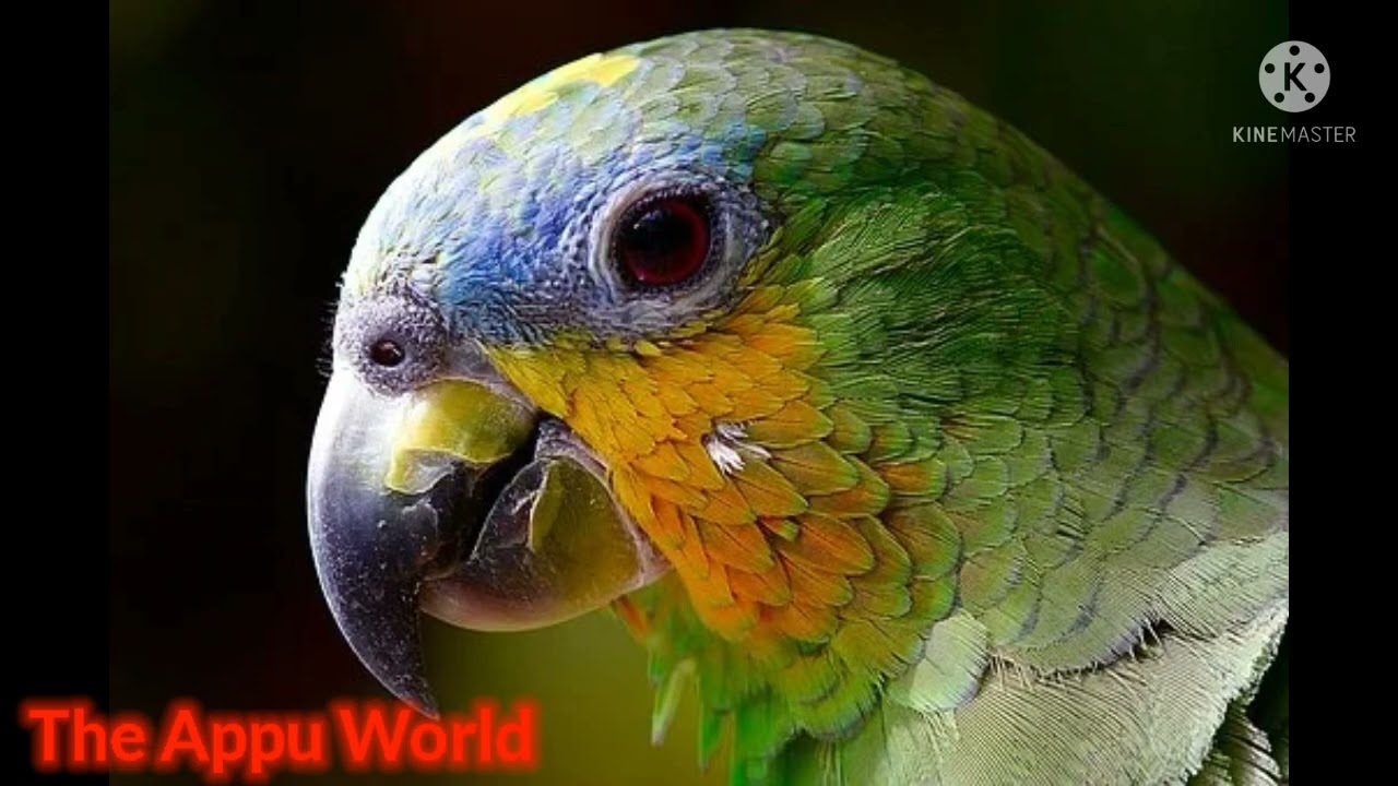 How Do Baby Birds Learn To Fly? THE APPU WORLD YouTube