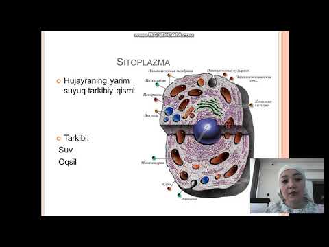 Muxayyo Avezova  Hujayra Hujayra organoidlari