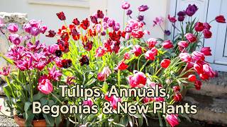 Tulips, Annuals, Begonias & New Red Plants
Its the beginning of May and Im catching up on a few gardening jobs - deadheading and watering tulips, making begonia pot displays, potting on and pinching out annuals. I also have a few new plants for my new red border. Join me to see what to do in the garden now.
Relevant videos:
Making Tulips Reflower: https://youtu.be/Qy_xrHeYHDw?si=sRGOgyfxKIbGsMv1
Starting Begonias: https://youtu.be/OgdXu8o6Vgo?si=8S1QsAzmLyGrDxws
Pinching out Cosmos: https://youtu.be/mnLkTru5hKE?si=5NXoyuga_RcCtQM2
Planting my New Red Border: https://youtu.be/k-MzlkH1VH8?si=QGlDQEFJnkaI-E4i
✿Buy Flower Bulbs❀ https://www.bulbi.nl/ & https://www.bulbi.co.uk/ (10% discount code: GARDENING10). I receive a small gratuity for any purchase.
✿Buy my Gardening Book❀ https://www.lulu.com/shop/rachel-darlington/journal-of-an-irish-garden/paperback/product-1kmk6ywe.html
✿Buy my Orchid EBook❀ https://www.lulu.com/shop/rachel-darlington/my-windowsill-monsters/ebook/product-78r5vy.html
✿Buy a Poly Greenhouse❀ https://www.organicgarden.ie/ (€100 discount code : Douentza)
✿Buy Houseplant Potting Mixes❀ https://www.sybotanica.com/ (10% discount code : RACHELDARLINGTO). I receive a small gratuity for any purchase.
✿Buy Garden Fertiliser ❀ https://www.oceanleaves.ie
✿Buy me a Coffee❀ https://www.paypal.com/cgi-bin/webscr?cmd s-xclick&hosted_button_id=5Y65BZFYUUCFL&source=url
✿Become Channel Member❀ https://www.youtube.com/channel/UCU1w33lQmxW2satXeX4X-sQ/join
✿Follow on Facebook❀ https://www.facebook.com/DouentzaGarden/
✿Follow on Instagram❀ https://www.instagram.com/douentzagarden/
#tulips #begonias #annuals #newplants @bulbiflowerbulbs Tulips, Annuals, Begonias & New Red Plants