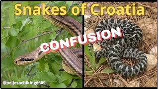 Snakes of Croatia ZMIJE HRVATSKE part 2