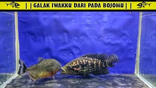 Ikan Black D Jaguar V.s. Ikan Piranha