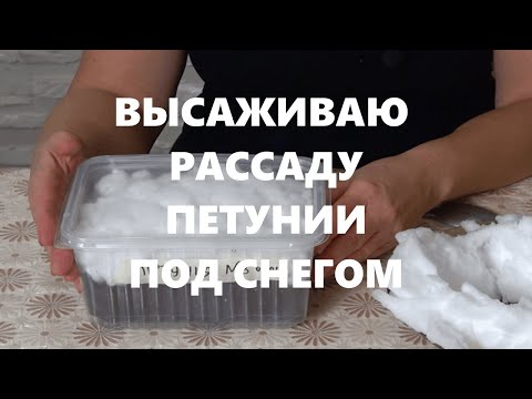 Высаживаю рассаду петунии под снег