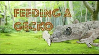 Attempt to Feed an Adult Japanese Gecko | 2016