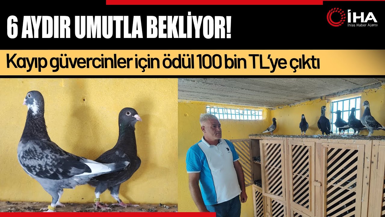 Kayıp Güvercinleri İçin Ödülü 100 Bin TL’ye Çıkardı!