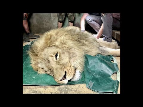 Bassin d'Arcachon : les animaux du zoo sauvés des flammes
