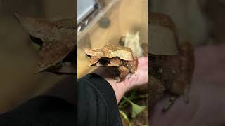 ミツヅノコノハガエル Long nosed horned frog   Megophrys nasuta　#shorts