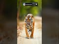 “Jungle ka Raja Aamne-Saamne 😱🐅Real Tiger #TigerIntelligence #TigerSmart #WildlifeShorts #TigerVideo