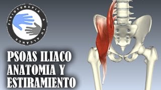 Musculo psoas iliaco, anatomia y estiramientos