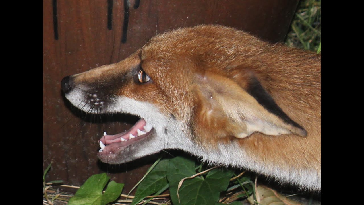 Детеныши лисы Геккеринг