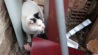 We fed newborn kittens and cats. We gave meat to their mothers and the nest We fed newborn kittens