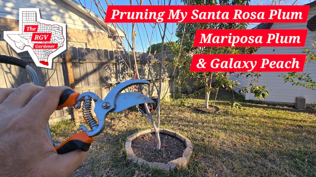 Обрезка моих фруктовых деревьев ✂️ || Садовник из долины Рио-Гранде