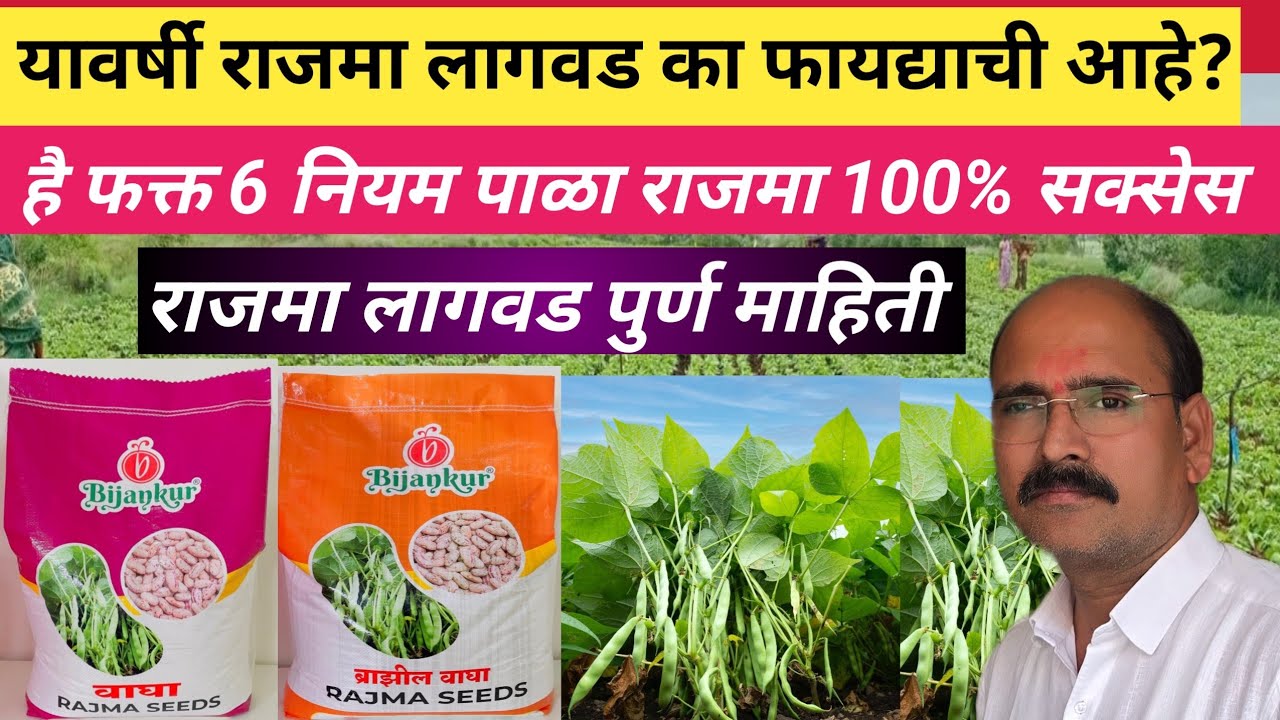 राजमा पिकामध्ये ❌ या 6 चुका कधी करु नका. ✅ राजमा लावताना फक्त या 6 गोष्टी आवर्जुन करा #राजमा_सक्सेस