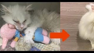 動物保護施設は女性に猫は重症と告げる。5日後猫は見間違えるほど変わった。
