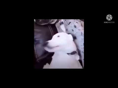 اذا كان مخك فاضي