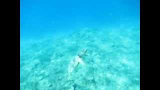 20140804呼吸しに海底から上がってきたウミガメ