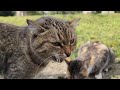 Stray Cats Purrfect Encounters Around My Neighbourhood And Sea Garden Food Ensured 