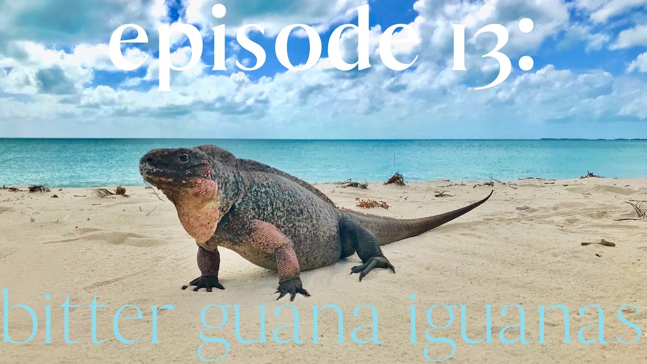 episode 13: bitter guana iguanas and liveaboard chores