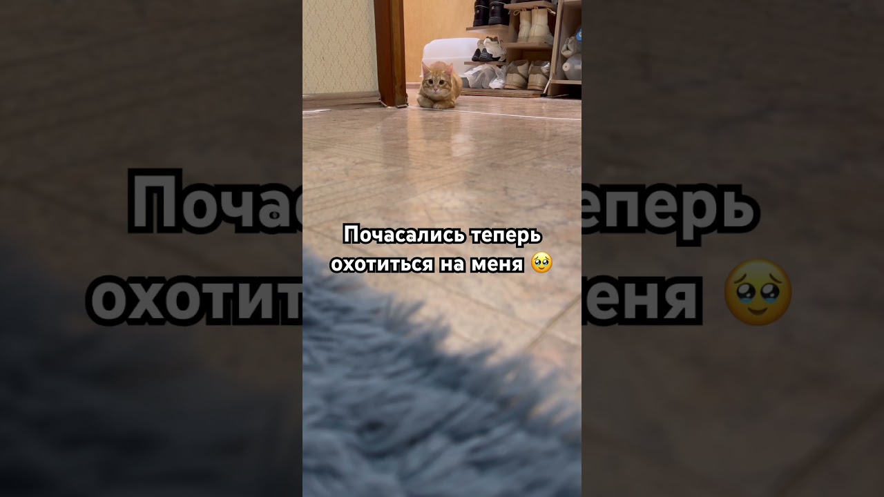 #видосыоткота