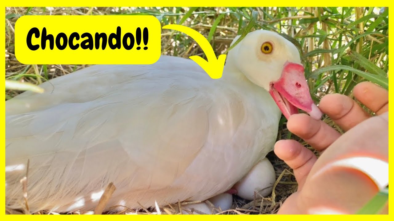 Arrumando o Ninho da Gansa do Egito - Coletando Ovos de a galinha da Angola | Gutejando