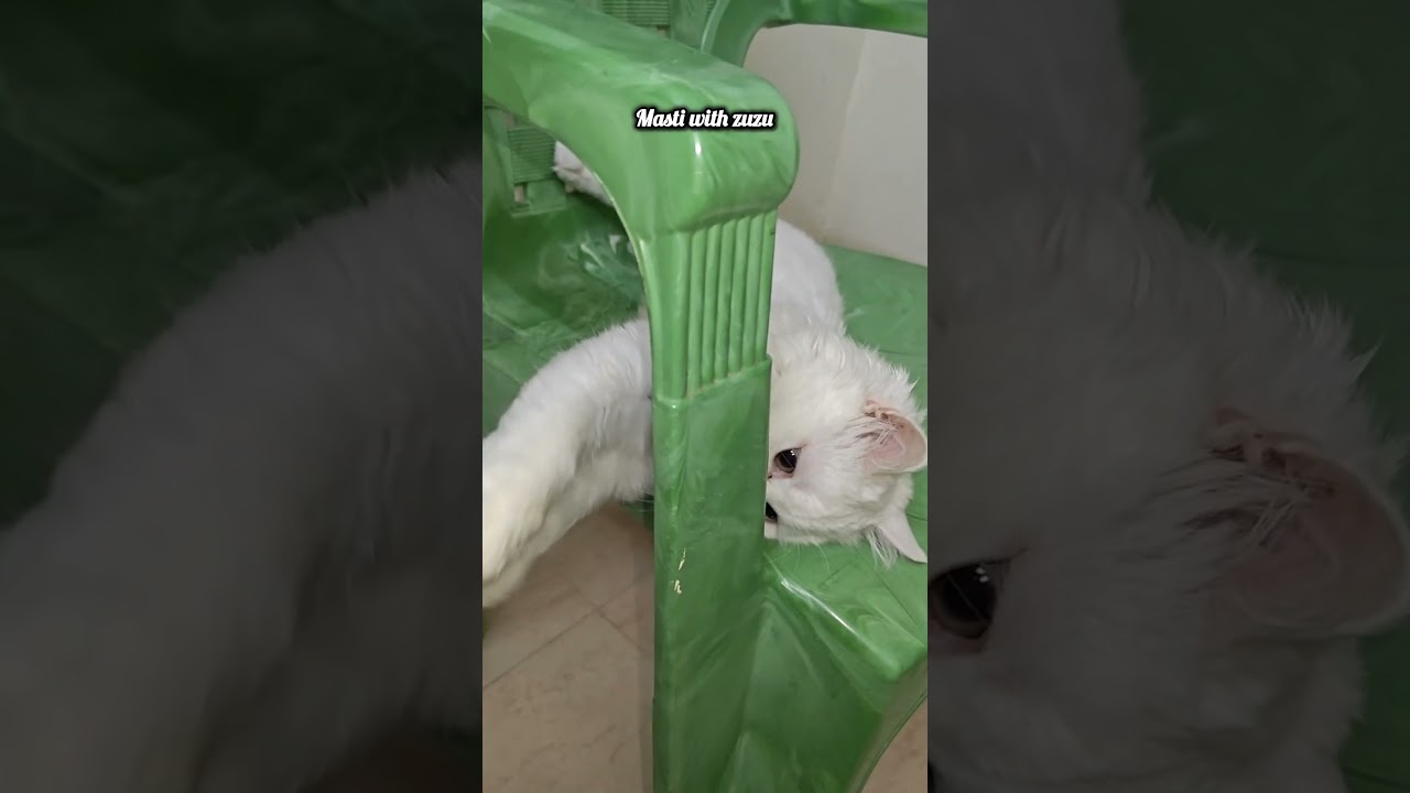 Masti with zuzu//kitten baby//Persian cat//shorts//shortsvideo