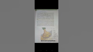 NCERT....short notes for 🤩 neural control and coordination 💫  💟