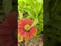 wow kho जाएं in वादियों me #2026 #nature #lifeisbutadream #love #flowers #beautifultime #garden
