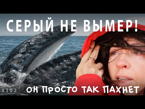 Видео: Серый кит не вымер! Он просто так пахнет // Всё как у зверей #102