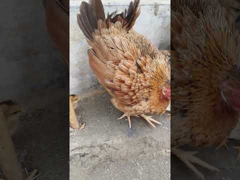 Adorable Hen Covering Chicks With Her Wings 🐥 #shorts