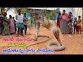 Indian spectacled venomous cobra snake rescue  handri kairavadi village 9966333589 whatsapp