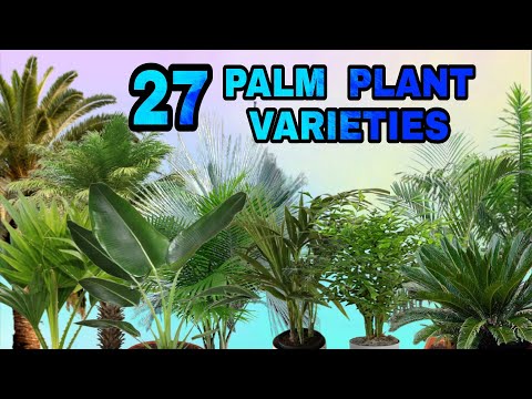 Video: Palm tree: varieties, description, homeland of the plant