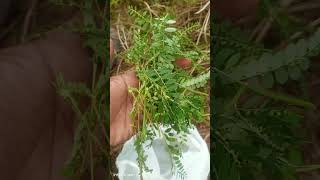 Daun Meniran Combo Dengan Akar Alangalang alami nature herbal stopkimiasintetik