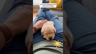 A mother dog refuses to nurse her puppies#animals #puppy #lovestory #animallovers #shorts #cute